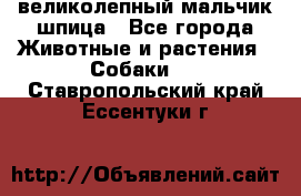 великолепный мальчик шпица - Все города Животные и растения » Собаки   . Ставропольский край,Ессентуки г.